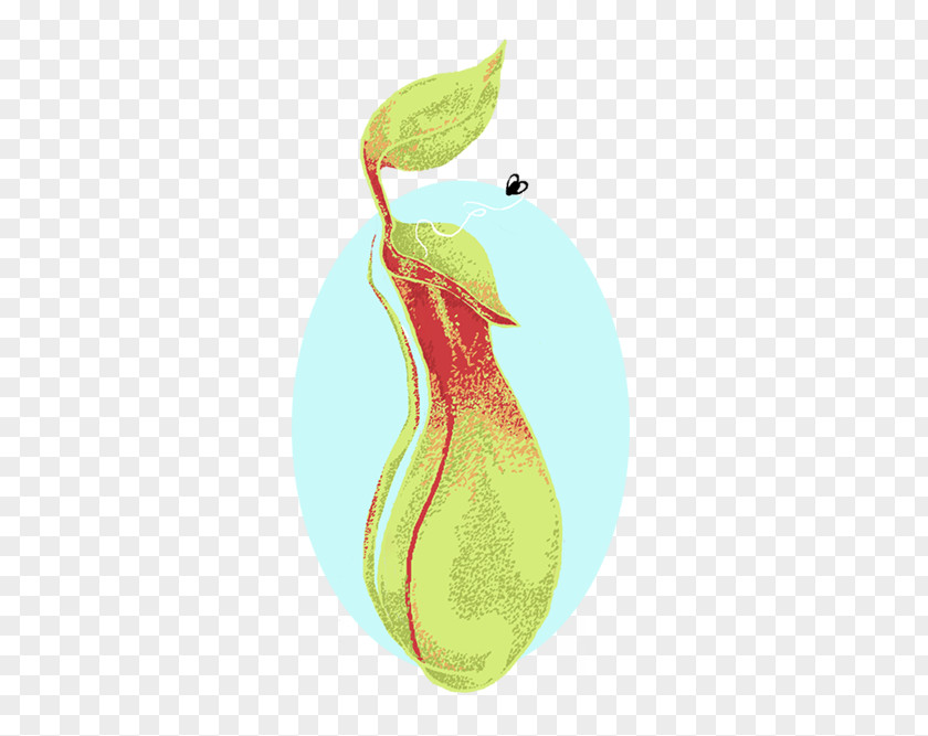 Pitcher Plant Pear Fruit PNG