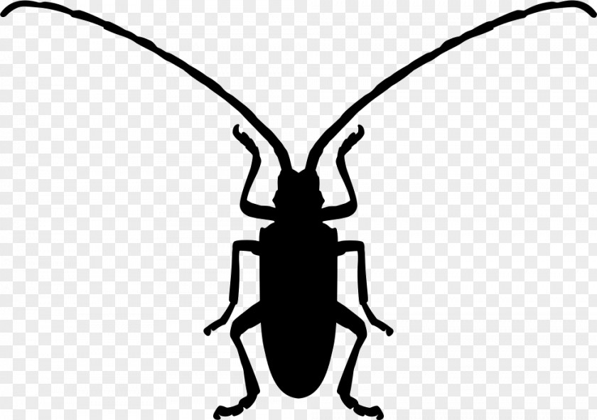 Beetle Symbol Shape PNG
