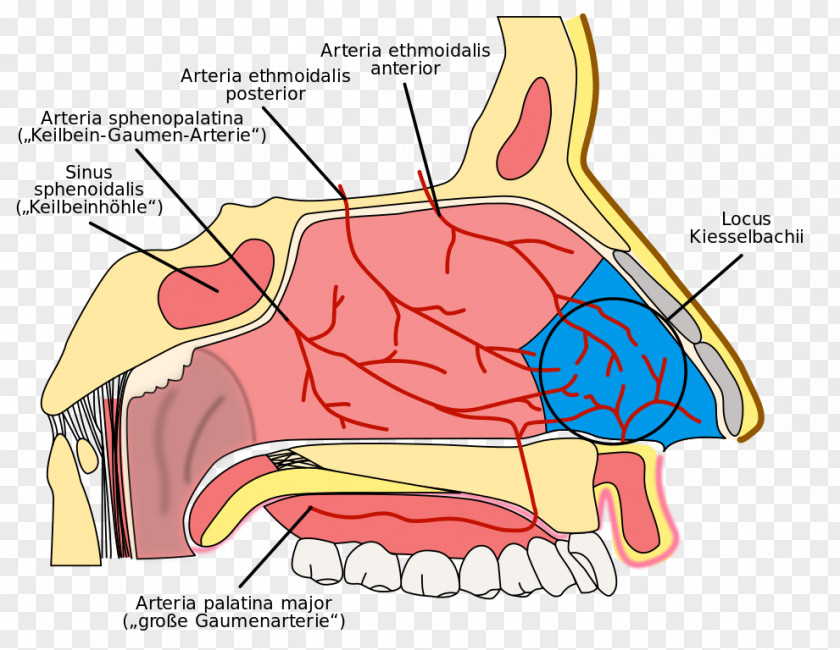 Cavity Nasal Kiesselbach's Plexus Nosebleed Ethmoid Sinus Anatomy Of The Human Nose PNG