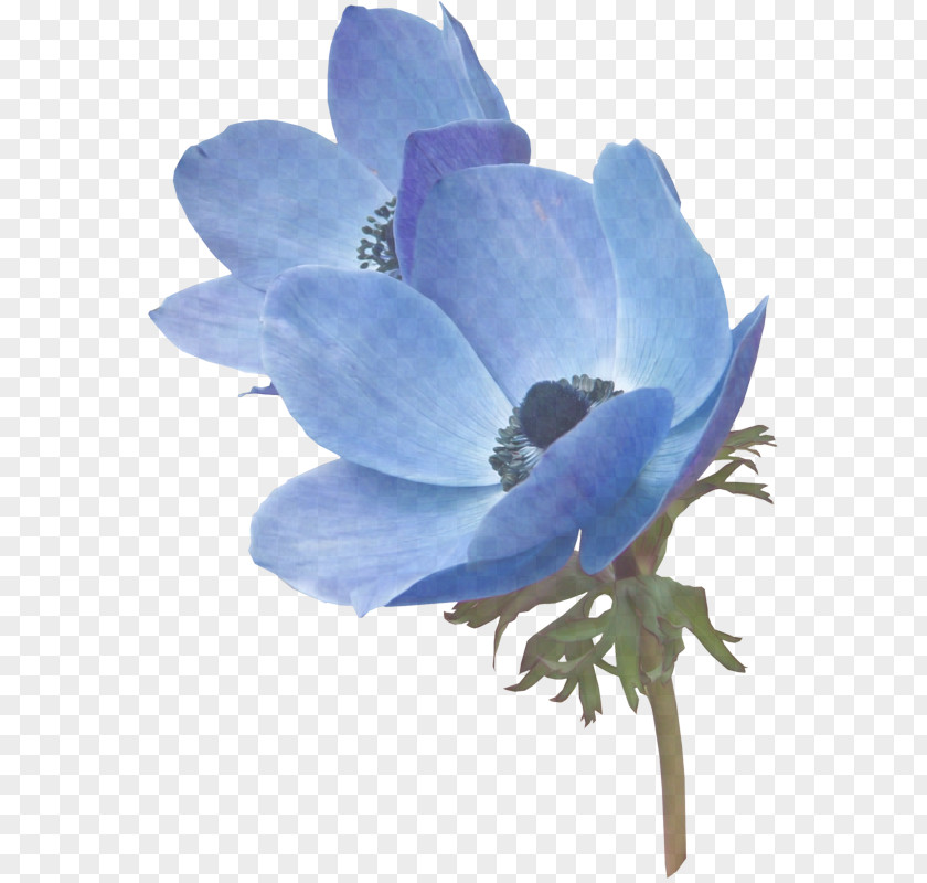 Delphinium Cut Flowers Flowering Plant Flower Petal Blue PNG