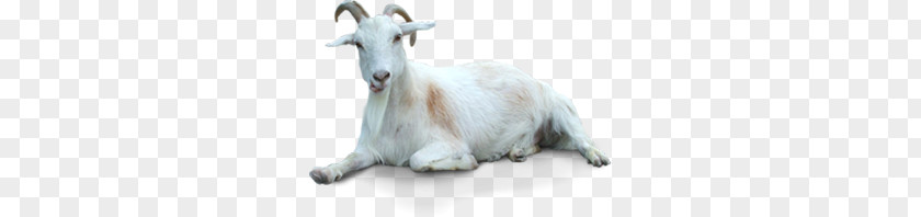 Goat PNG clipart PNG