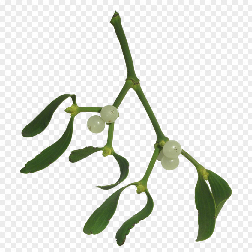 Mistletoe Plant Drawing Clip Art PNG