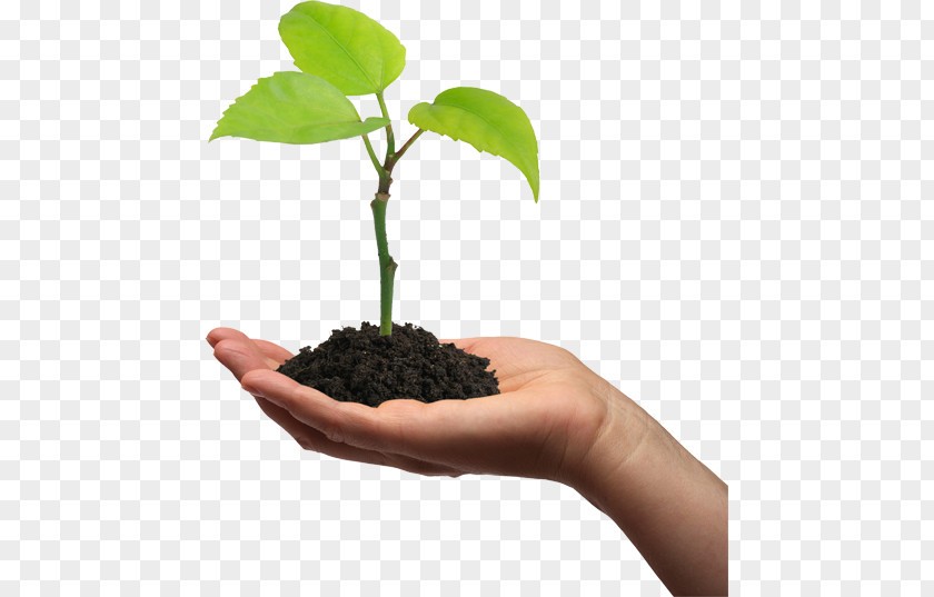 Plant Cell Seedling Gum Arabic Tree Pea PNG
