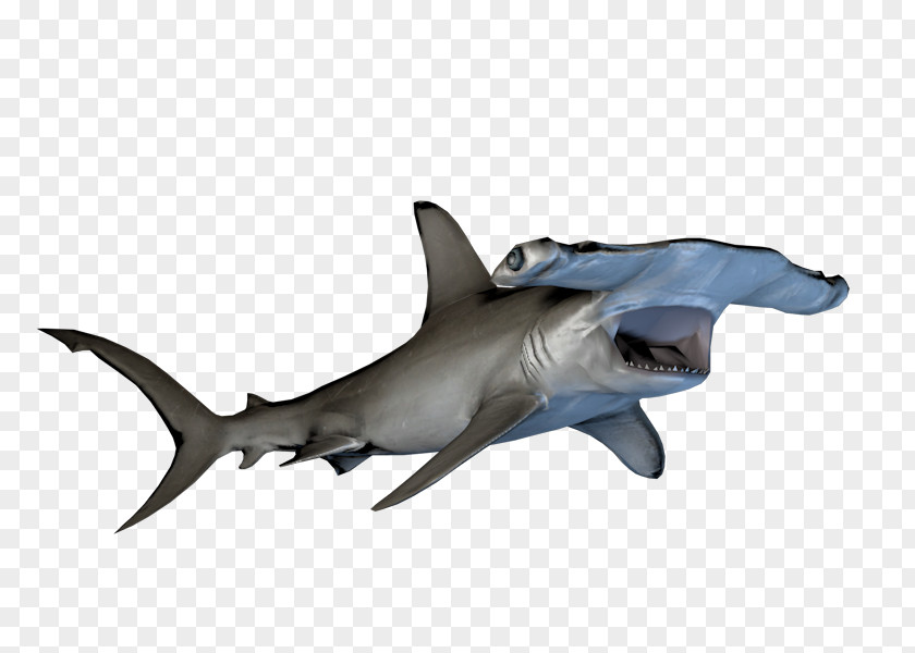 Shark Hammerhead Requiem Sharks YouTube Gamer PNG