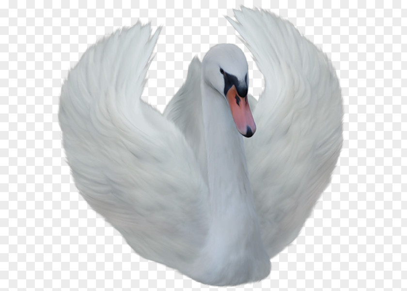 White Swan Cygnini Clip Art PNG