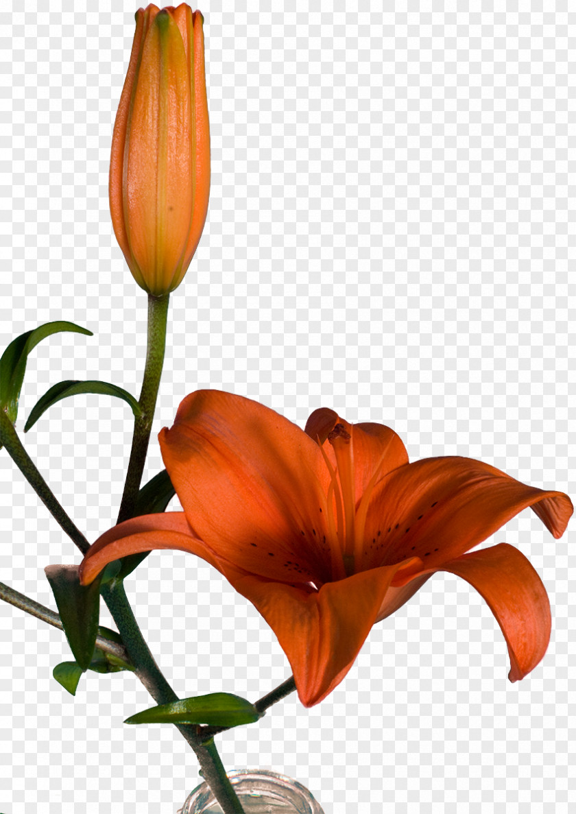 Bercak Filigree Clip Art Cut Flowers Graphic Design PNG