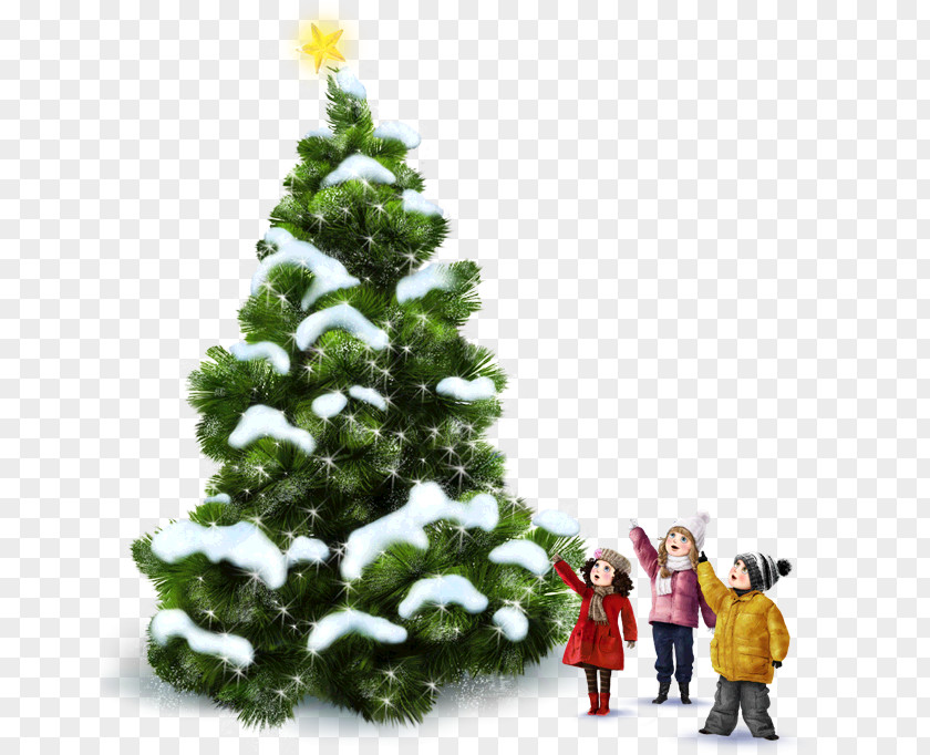 Christmas Tree Abies Alba Conifer Cone Pseudotsuga Menziesii Var. PNG