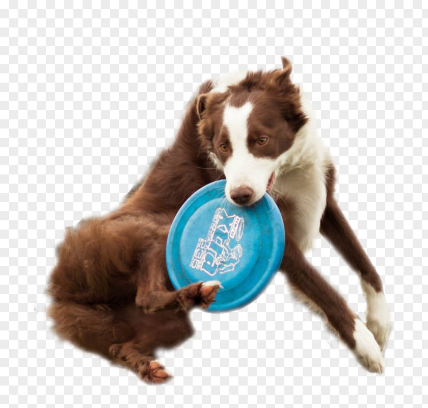Flying Dogs Dog Breed Puppy Disc Discs PNG
