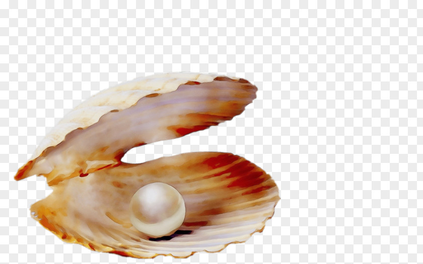 Food Conch Shell Bivalve Clam Cockle Oyster PNG