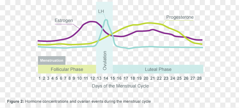 Hormone Secretion The Menstrual Cycle Menstruation Luteal Phase PNG