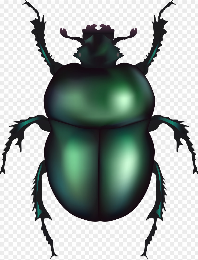 Jewel Beetles Darkling June Background PNG