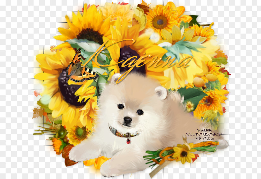 Puppy Dog Breed Pomeranian Companion Floral Design PNG