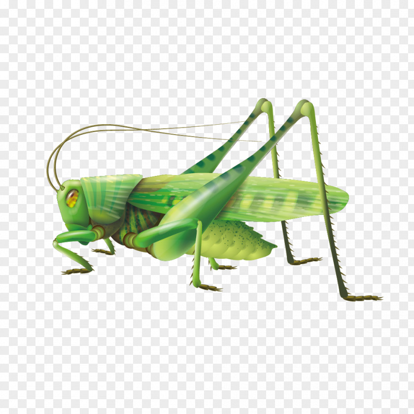 Vivid Green Grasshopper Clip Art PNG