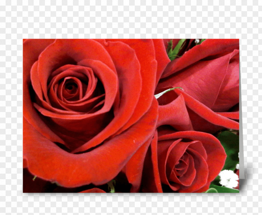 Anniversary Red Greeting Card Garden Roses Floribunda Floral Design Cut Flowers PNG