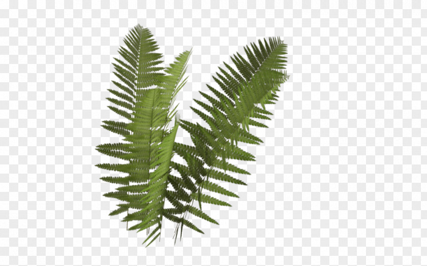 Fern Plant Leaf Rendering PNG