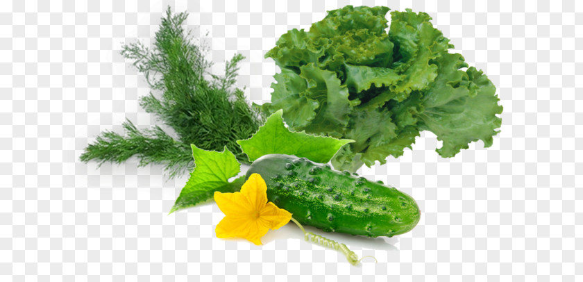 Kale Garden Cress Lettuce Rapini Salad PNG