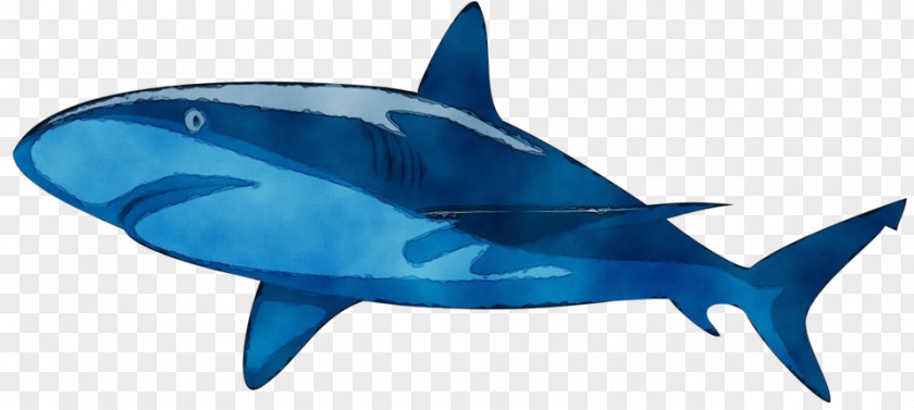 Sharks Tiger Shark Fish Cobalt Blue / M PNG