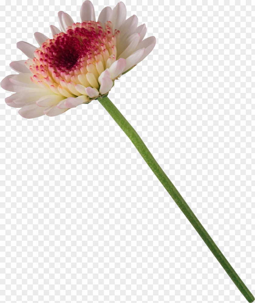 Chrysanthemum Flower Bouquet PNG