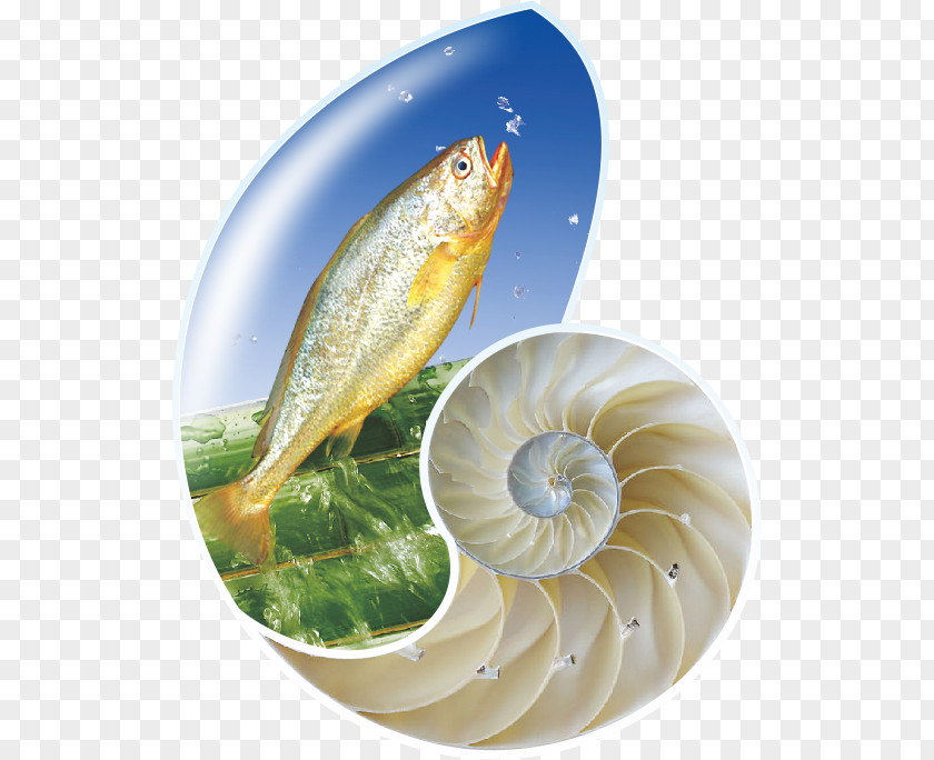 Conch Fish As Food Products PNG