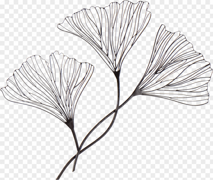 Continental Decoration Drawing Wire Ginkgo Biloba Art PNG