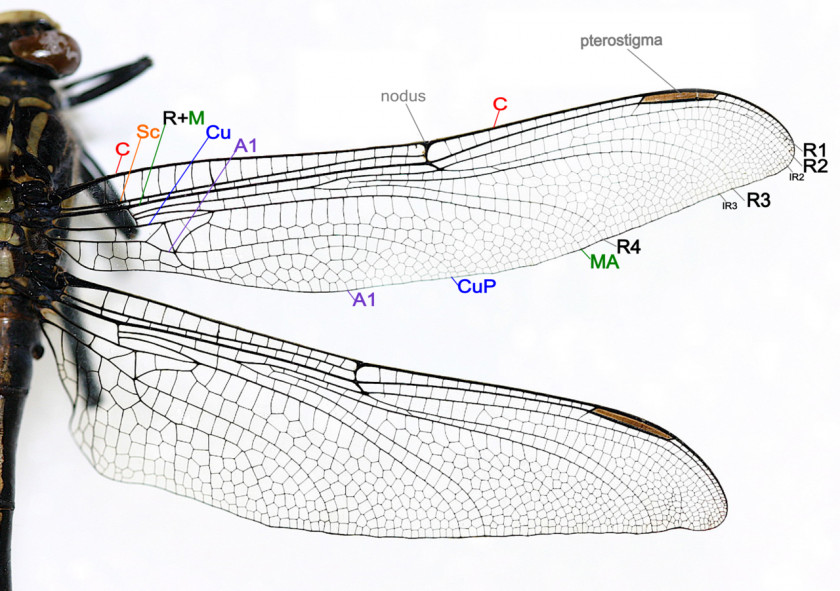 Dragonfly Insect Wing Damselfly Drawing PNG