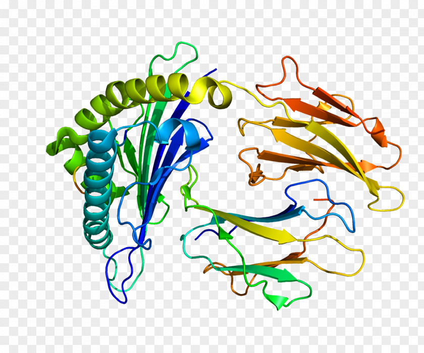IRS2 Insulin Receptor Substrate Protein Gene PNG