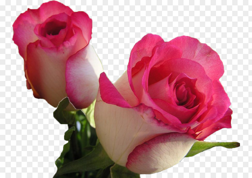 Rose Desktop Wallpaper Flower Bouquet Blossom PNG