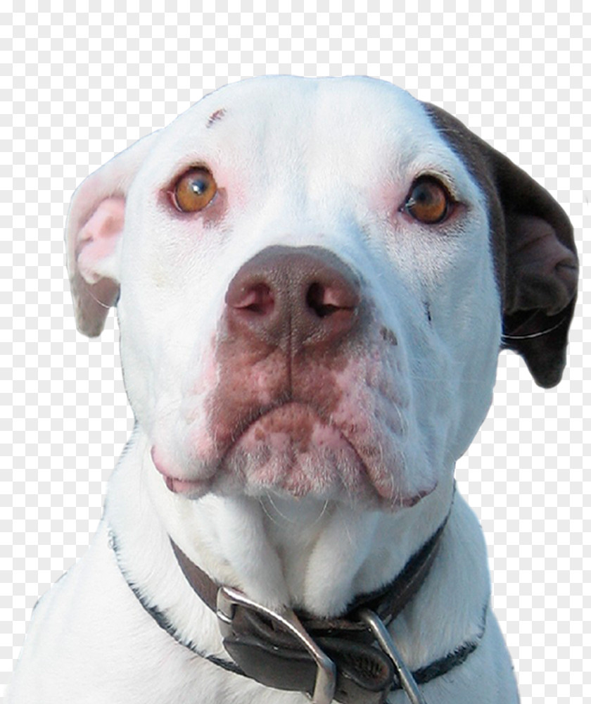 Waiting For Rescue American Pit Bull Terrier Bulldog Cordoba Fighting Dog Dogo Argentino PNG
