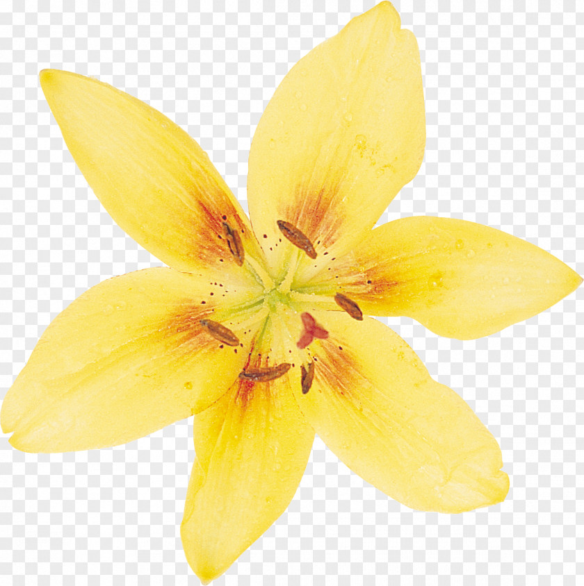 Flower Daffodil Desktop Wallpaper Lilium PNG