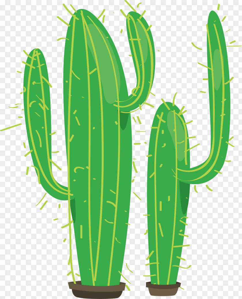 Green Stripes Cactus Cactaceae Erg Plant PNG