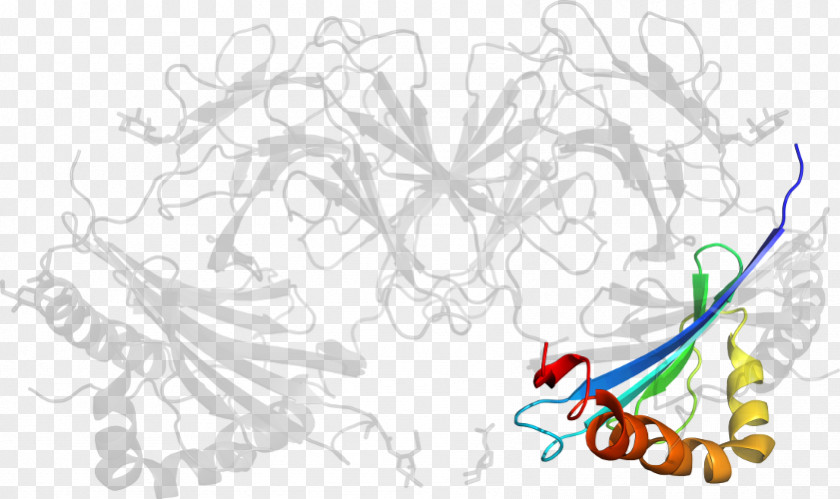 Major Histocompatibility Complex Drawing Line Art /m/02csf Clip PNG