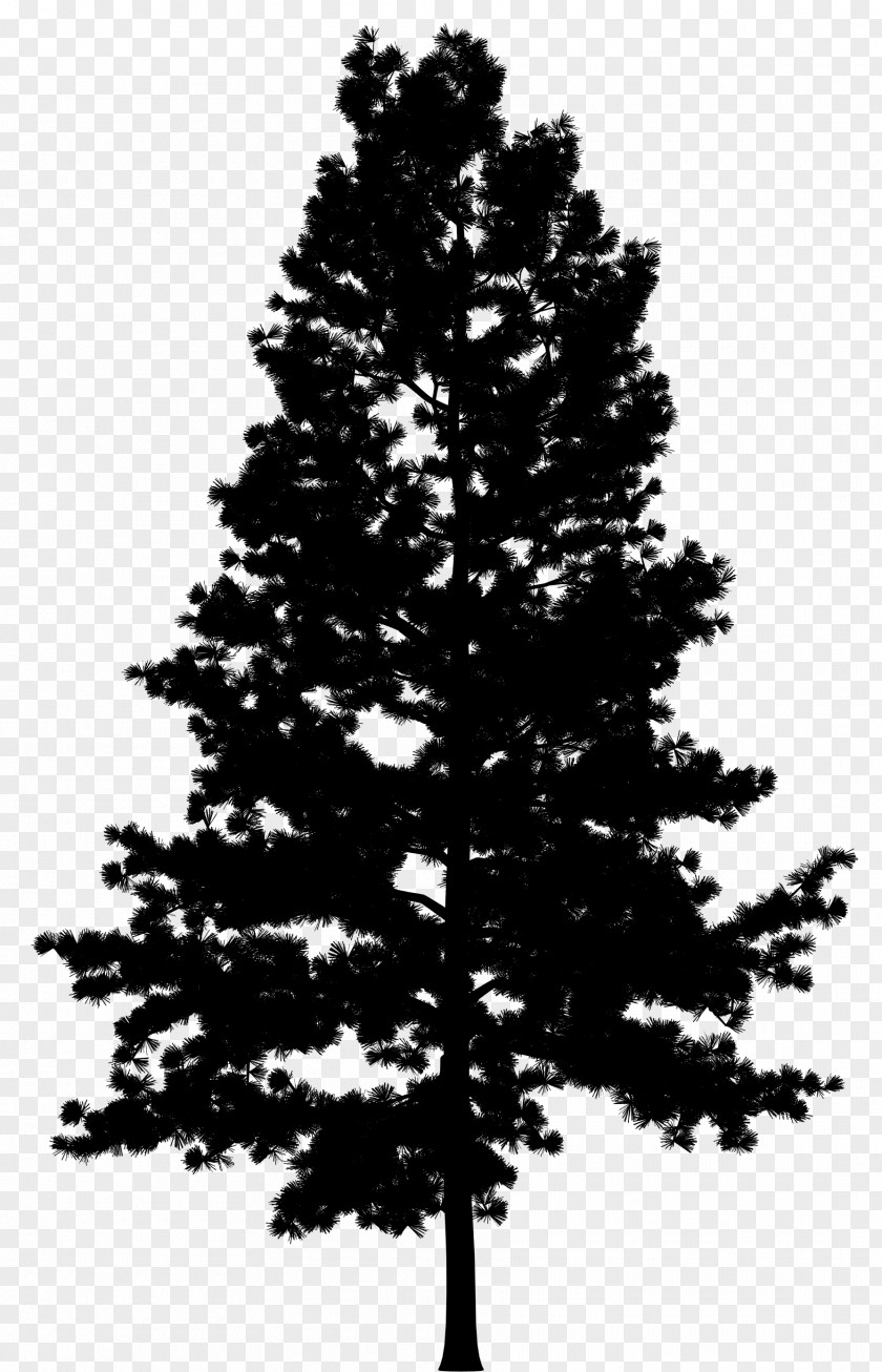 Pine Vector Graphics Tree Drawing PNG