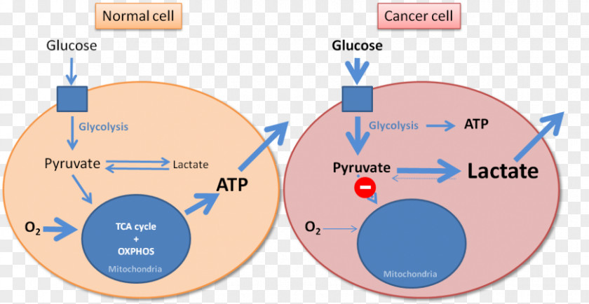 Technology Sensitivity Effect Warburg Cancer Hypothesis Glycolysis Metabolism PNG