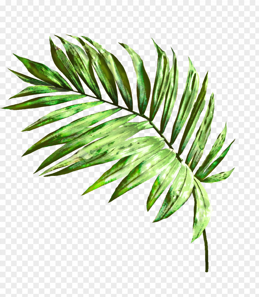 Arecales Grass Leaf Plant Green Tree Flower PNG