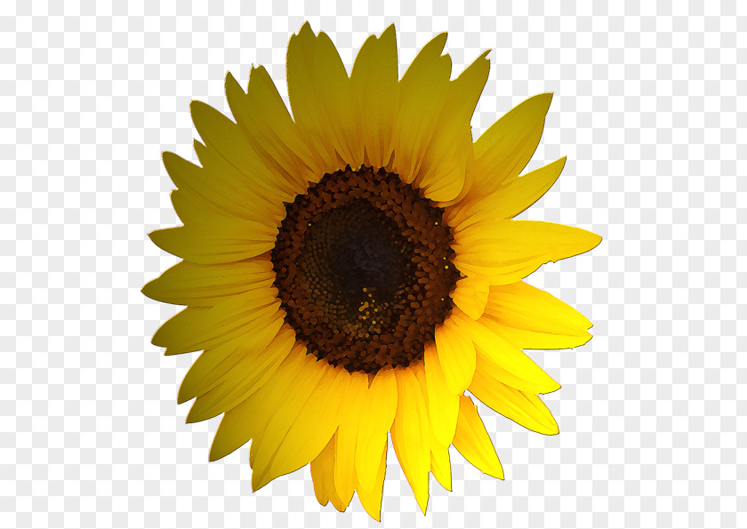 Beautiful Sunflowers Common Sunflower Stock Photography Royalty-free PNG