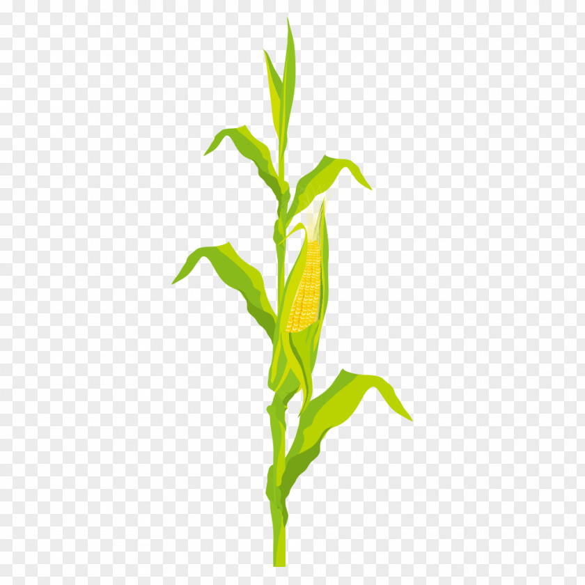 Corn On The Cob Maize PNG