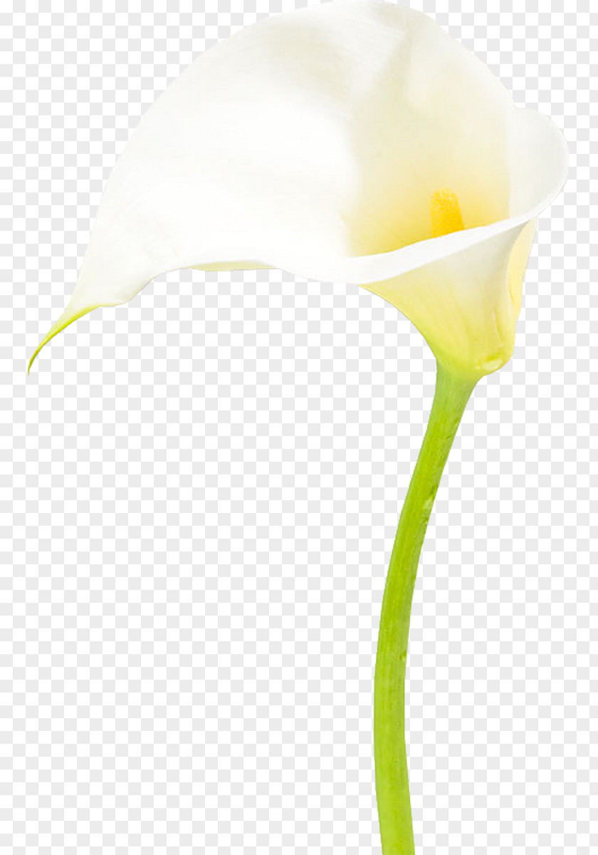 Drawing Cut Flowers Moth Orchids PNG