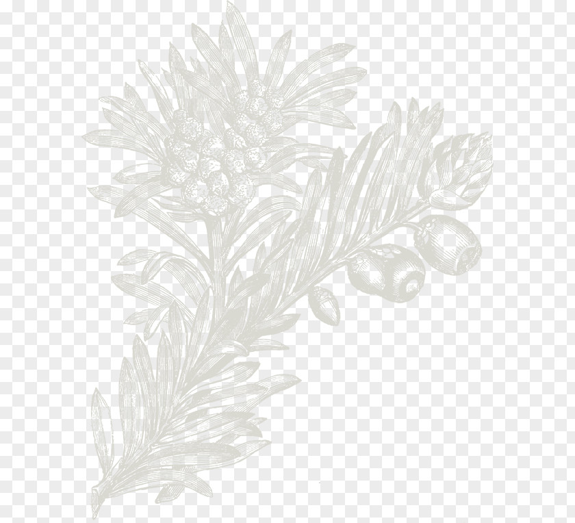 Gravure White Flowering Plant Wallpaper PNG