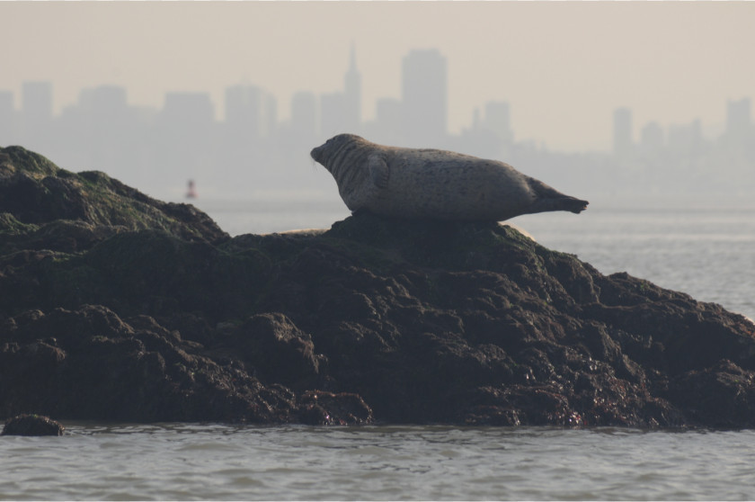 Harbor Seal San Francisco Moss Landing Marine Laboratories Pinniped Mammal PNG