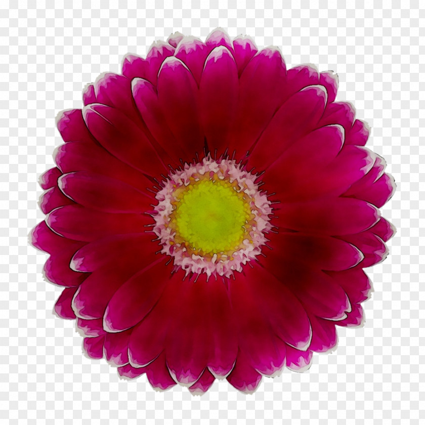 Transvaal Daisy Chrysanthemum Cut Flowers Family Magenta PNG