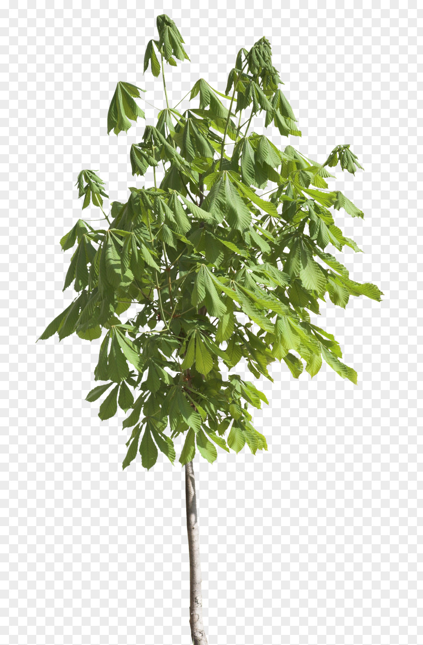 Tree Adobe Photoshop Psd Leaf PNG