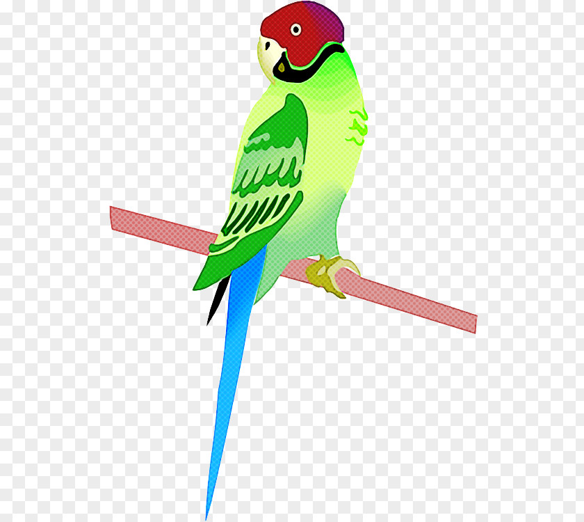 Bird Parakeet Parrot Budgie Beak PNG