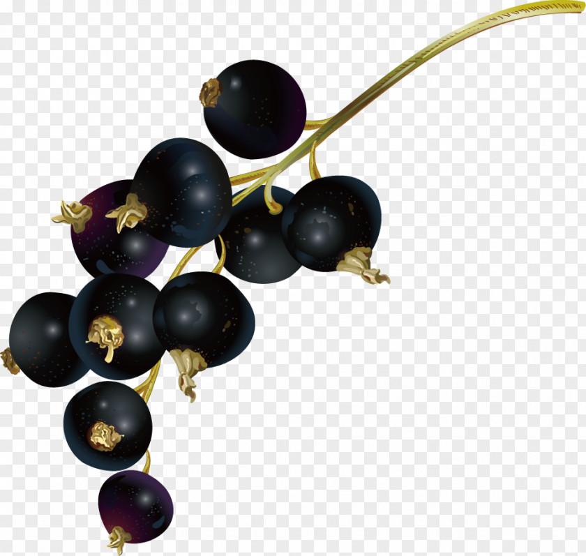 Blueberry Fruit Juice Bilberry PNG
