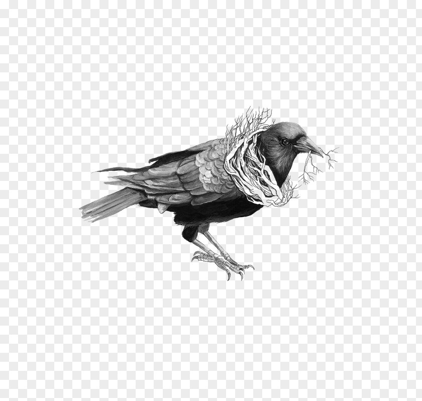 Crow Common Raven Bird Drawing Illustration PNG