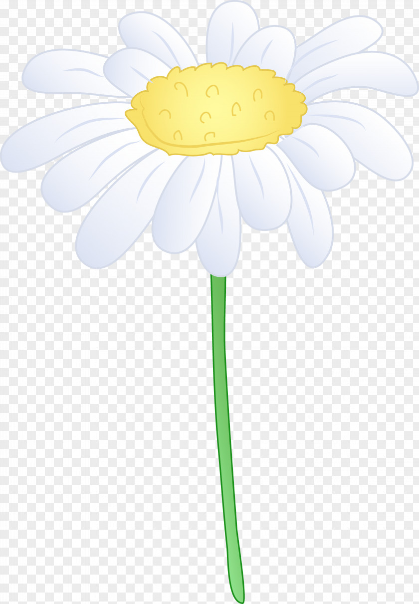 Daisy Flower Cliparts Common Oxeye Sunflower Transvaal Illustration PNG