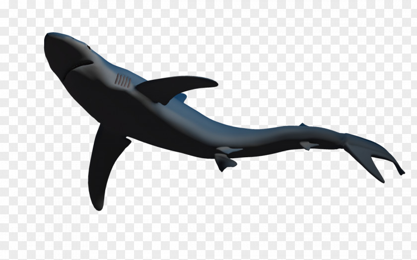 Marine Fish Image,dolphin Shark Dolphin 3D Computer Graphics PNG