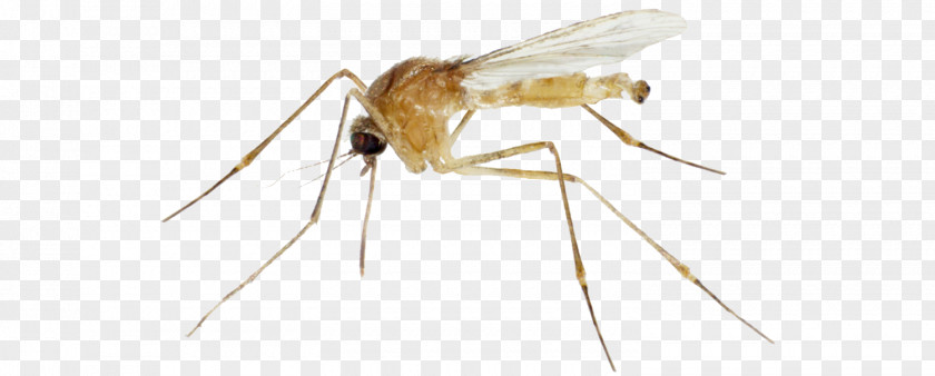 Mosquito Insect Pest Invertebrate Arthropod PNG