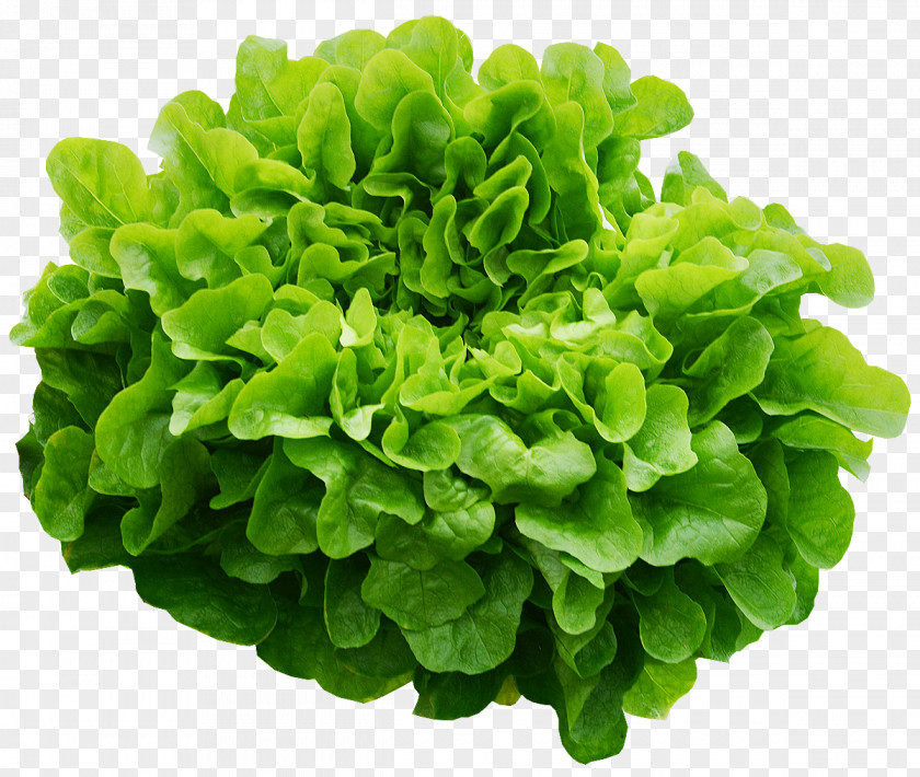 Oakleaf Lettuce Green Oak Chickweed Herb Ingredient Romaine Greens PNG