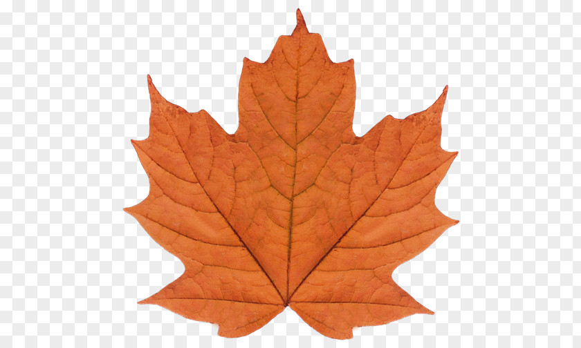 Painting Maple Leaf Watercolor Art PNG