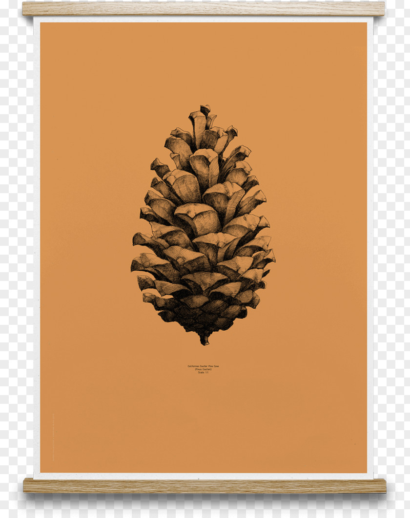 Pine Cone Coulter Conifer Poster Drawing Paper Collective PNG